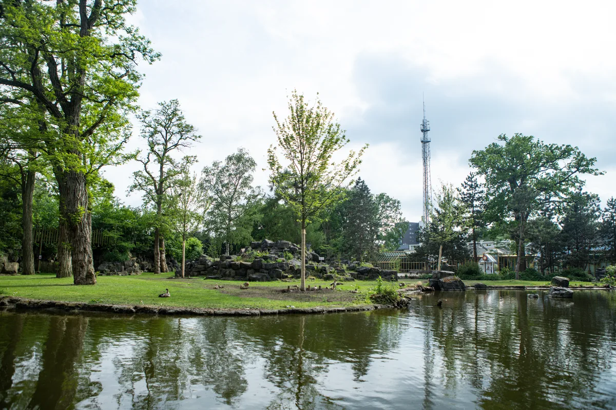 Vijver, bomen en rotsen in het Rensenpark in het centrum van Emmen